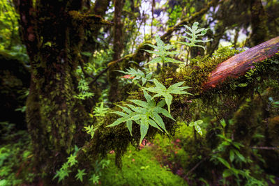 Close-up of moss growing on tree trunk