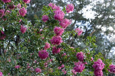 Close-up of pink flowering plants