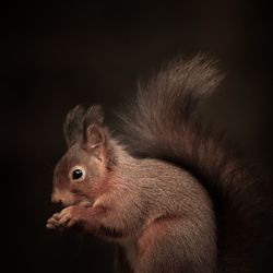 Close-up of squirrel