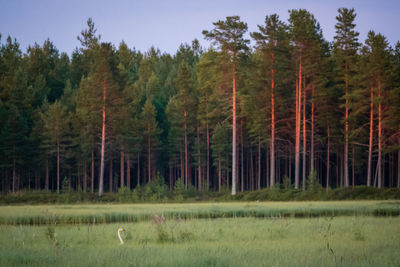 View of a forest