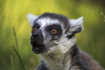 Close-up portrait of a lemur