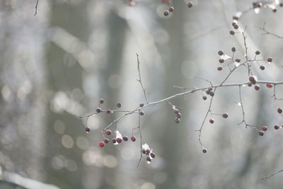 Close-up of berries growing on tree