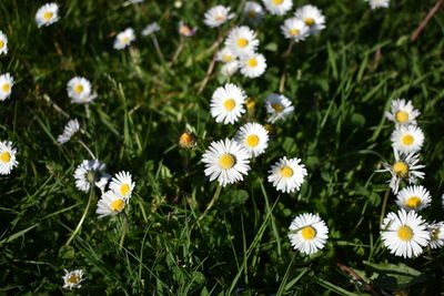 High angle view of daisies on field