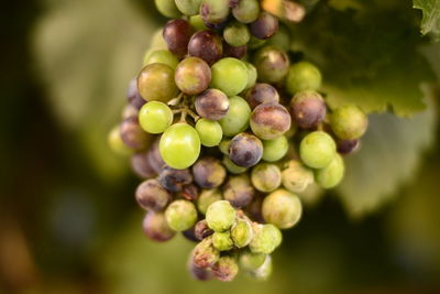 Close-up of grapes