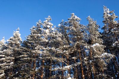 Low angle view of snow covered tree against blue sky