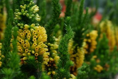 Close-up of yellow flowering plant