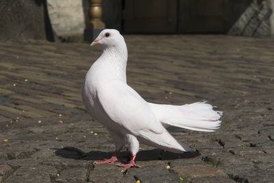 Proud male white pigeon seen from the side standing on a street