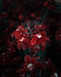 Close-up of red flowers