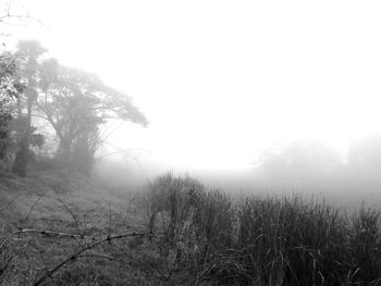 Trees on field against sky