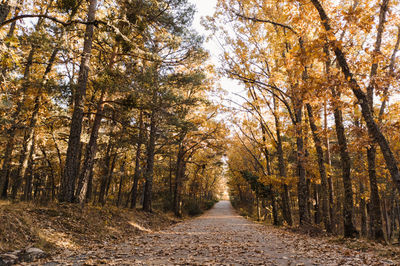 Footpath amidst trees in forest during autumn