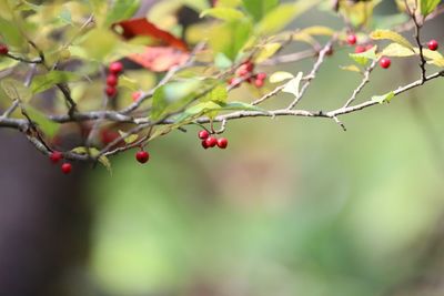 Close-up of red berries growing on branches