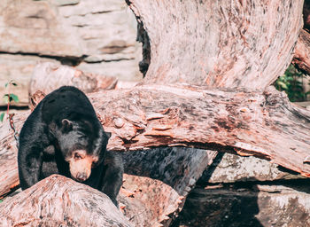 Close-up of a tree trunk