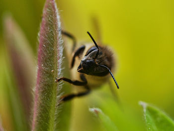 Close-up of insect on flower