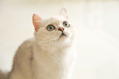 Portrait of cat sitting on floor