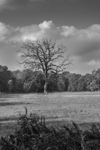 Trees on field against sky