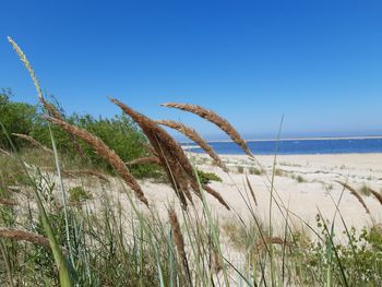 Plants growing on beach against clear blue sky