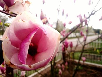 Close-up of pink rose blooming outdoors