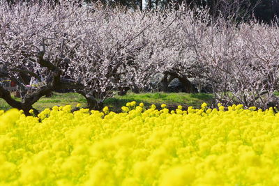 Fresh yellow flowers in field