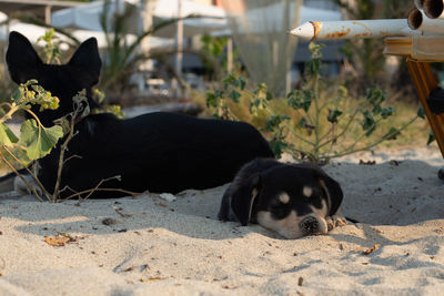 Cute homeless puppy resting on sand in a hot summer day. dog family living on the beach.