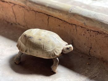 Close-up of tortoise