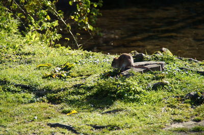 Sheep in grass