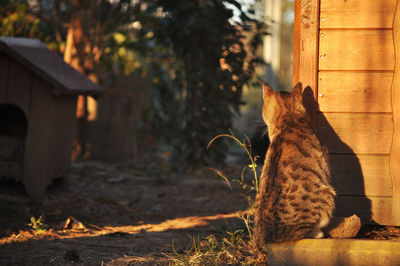 View of a cat