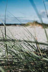 Close-up of grass on beach against sky