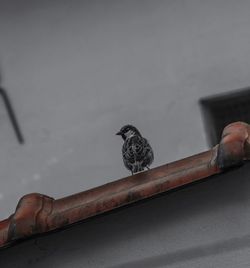 Bird perching on hand