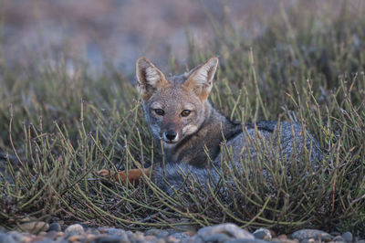 Fox standing on field