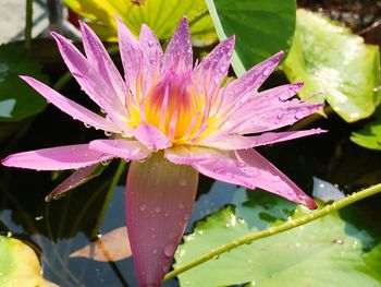 Close-up of pink flower in pond