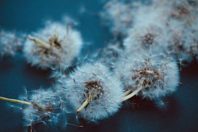 Close-up of wilted dandelion