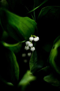 Close-up of white flowering plant