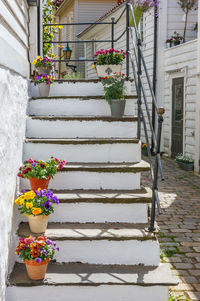 Potted plants on steps
