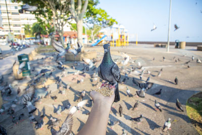 Close-up of hand holding pigeons