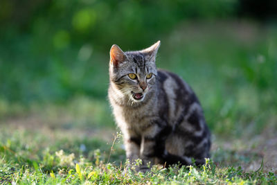 Cat looking away on field