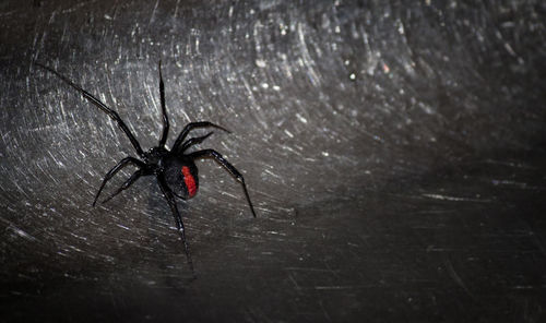 Close-up of spider on web