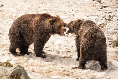 Grizzly Bears