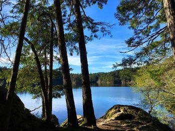 Trees by lake in forest against sky