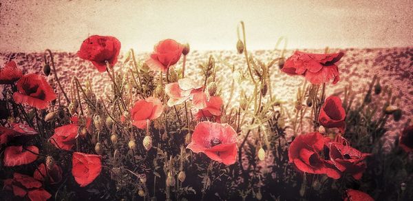 Close-up of red poppy flowers on field