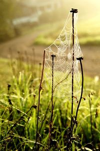 Close-up of spider web on wooden post