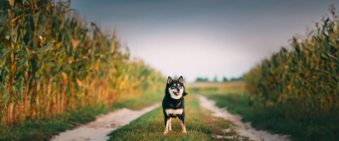 Close-up of dog on field