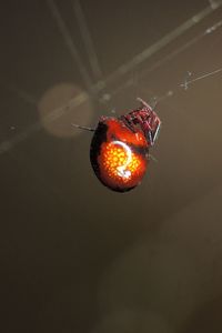 Close-up of orange spider on web