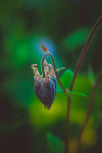 Close-up of snail on plant