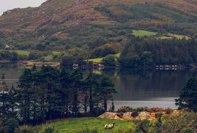 Scenic view of lake by trees in forest