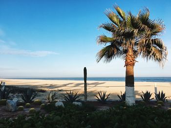 Palm trees on beach against sky