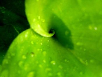 Close-up of wet green leaf