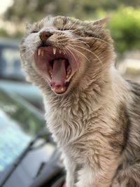 Close-up of cat yawning