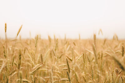 Close-up of wheat field against clear sky