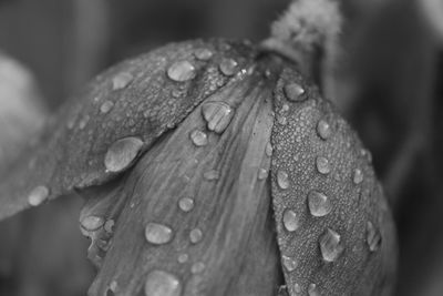 Close-up of raindrops on leaf