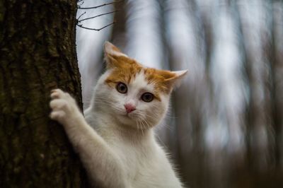 Close-up portrait of cat